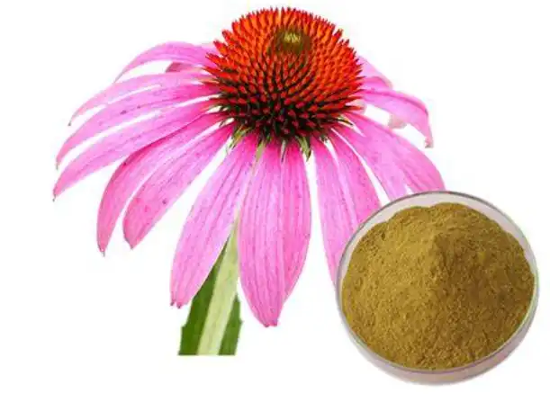 Why Choose Echinacea Purpurea Extract for Immune Support Products